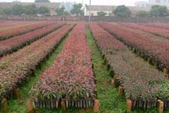 Nursery