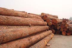 Log