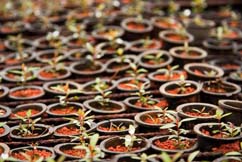 Pot Seedling