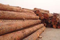 Logs