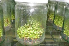Nursery