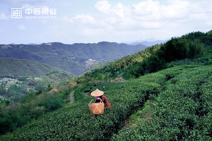 i米体育（武夷山）茶旅发展有限公司篇(第三辑)