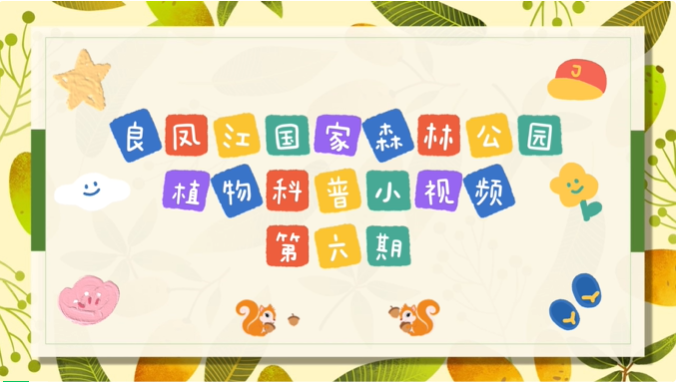 科普短视频 | i米 · 良凤江植物科普小视频——良凤江森林里挂在树上的“扁担”（第六期）