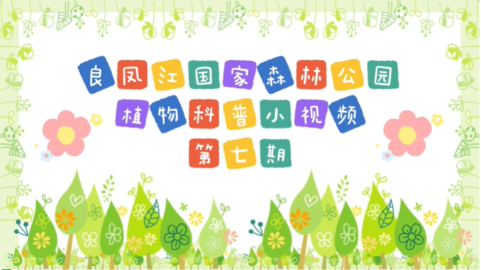 科普短视频 | i米 · 良凤江植物科普小视频——良凤江森林里榕树的板根现象（第七期）