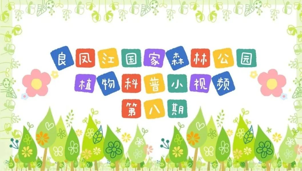 科普短视频 | i米 · 良凤江植物科普小视频——良凤江森林里的“三醉芙蓉”（第八期）